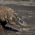dragon_komodo_hsb_rinca_v_2364_kom4733.jpg